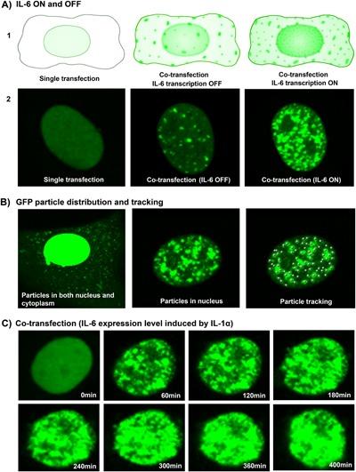 https://cdn.ncbi.nlm.nih.gov/pmc/blobs/a228/5873378/048201951396/JOR-36-778-g003.jpg