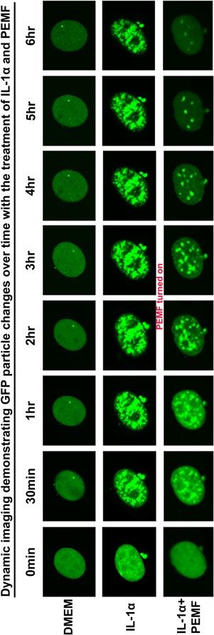 https://cdn.ncbi.nlm.nih.gov/pmc/blobs/a228/5873378/d0478916b3d2/JOR-36-778-g005.jpg