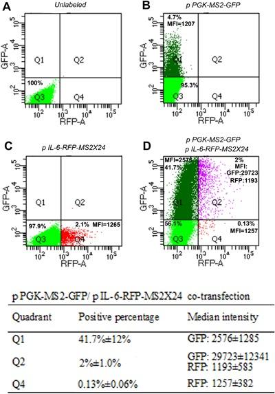 https://cdn.ncbi.nlm.nih.gov/pmc/blobs/a228/5873378/d9257d74aee9/JOR-36-778-g004.jpg