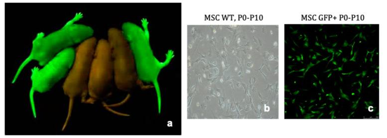 https://cdn.ncbi.nlm.nih.gov/pmc/blobs/a22a/7865849/de416c8e2e60/ijms-22-01181-g0A1.jpg