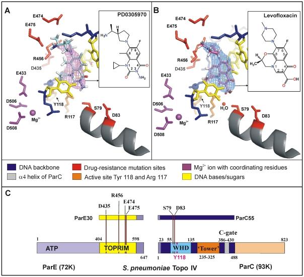 https://cdn.ncbi.nlm.nih.gov/pmc/blobs/a22b/2893164/87715c0ce2f9/pone.0011338.g002.jpg