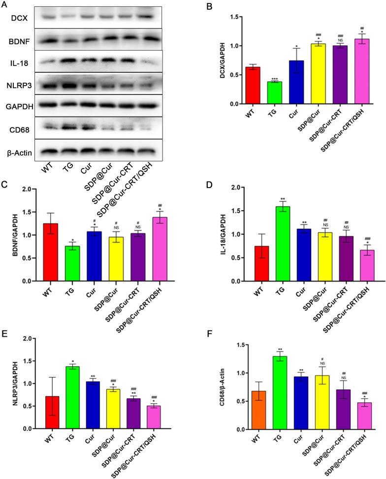 https://cdn.ncbi.nlm.nih.gov/pmc/blobs/a22b/9281113/a44fa2a03490/12951_2022_1524_Fig6_HTML.jpg