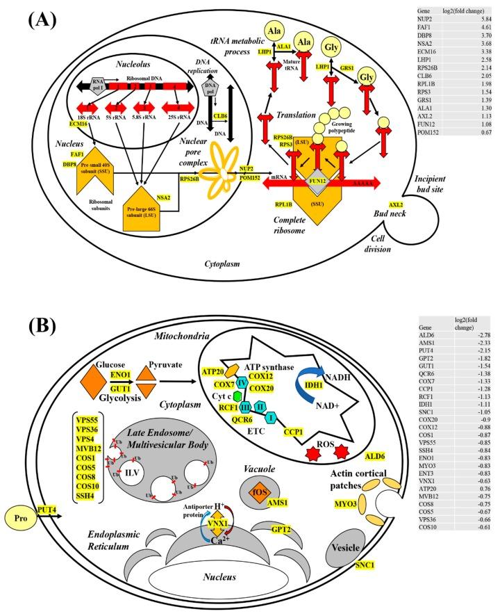 https://cdn.ncbi.nlm.nih.gov/pmc/blobs/a22c/6920935/c1bd55a71677/biomolecules-09-00653-g007.jpg