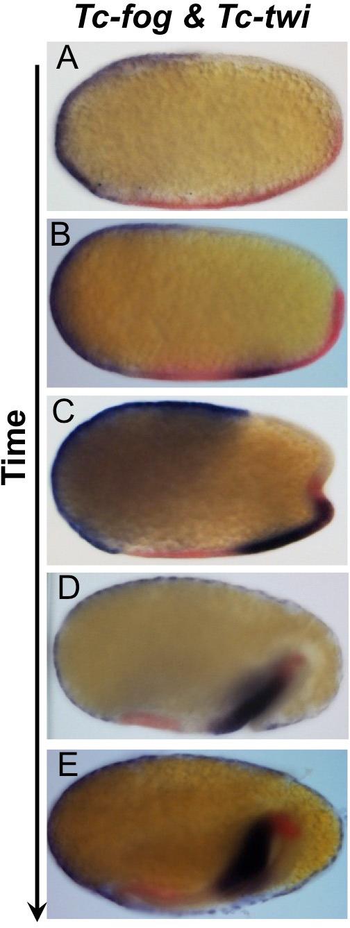 https://cdn.ncbi.nlm.nih.gov/pmc/blobs/a22e/6794076/00f9f9452141/elife-47346-fig1-figsupp4.jpg