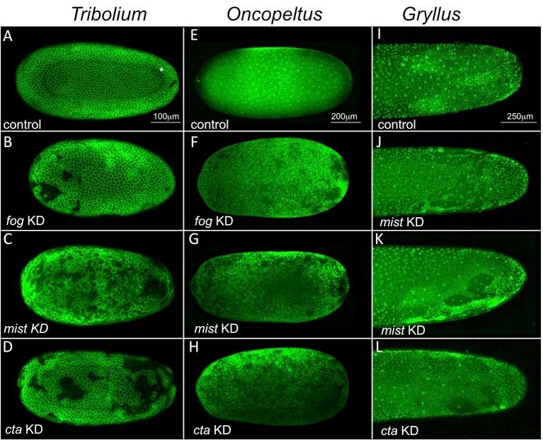 https://cdn.ncbi.nlm.nih.gov/pmc/blobs/a22e/6794076/091d49fa726e/elife-47346-fig10.jpg
