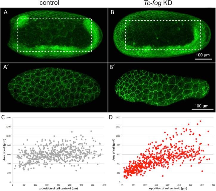 https://cdn.ncbi.nlm.nih.gov/pmc/blobs/a22e/6794076/189ba29d3d53/elife-47346-fig9.jpg