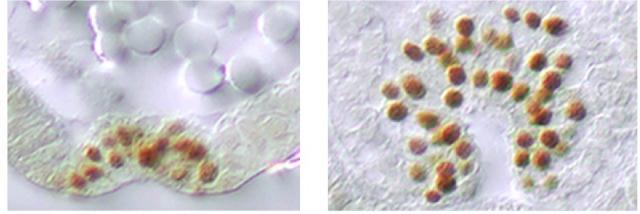 https://cdn.ncbi.nlm.nih.gov/pmc/blobs/a22e/6794076/3cf28e614711/elife-47346-fig5-figsupp1.jpg