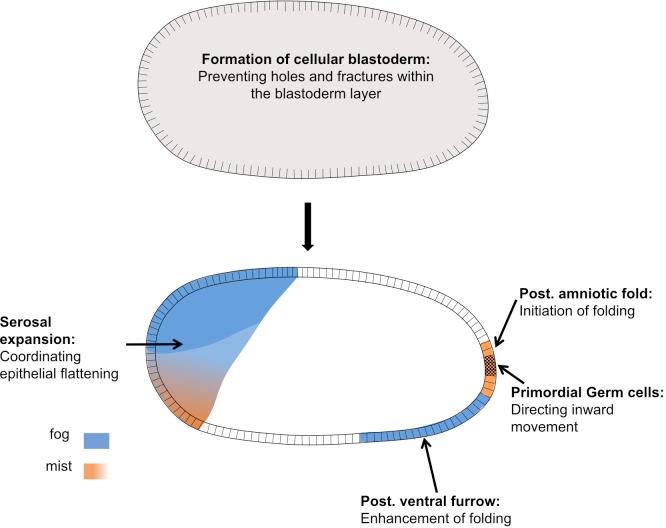 https://cdn.ncbi.nlm.nih.gov/pmc/blobs/a22e/6794076/4c99a86529c9/elife-47346-fig11.jpg