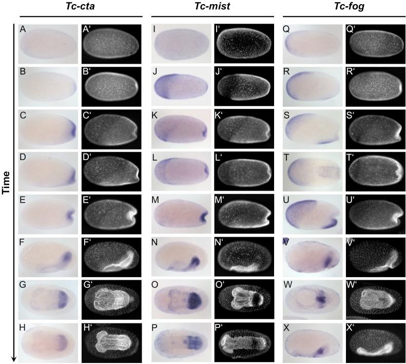 https://cdn.ncbi.nlm.nih.gov/pmc/blobs/a22e/6794076/890703761a5c/elife-47346-fig1-figsupp3.jpg
