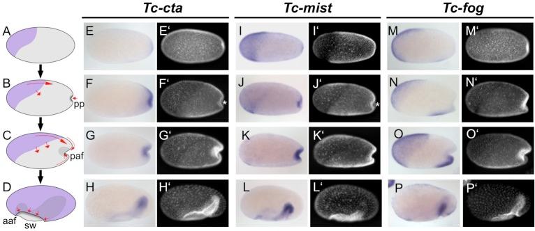 https://cdn.ncbi.nlm.nih.gov/pmc/blobs/a22e/6794076/93f29072fb30/elife-47346-fig1.jpg