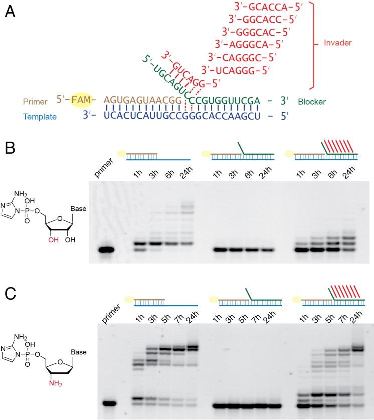 https://cdn.ncbi.nlm.nih.gov/pmc/blobs/a231/6872209/69efaeabc130/elife-51888-fig5.jpg
