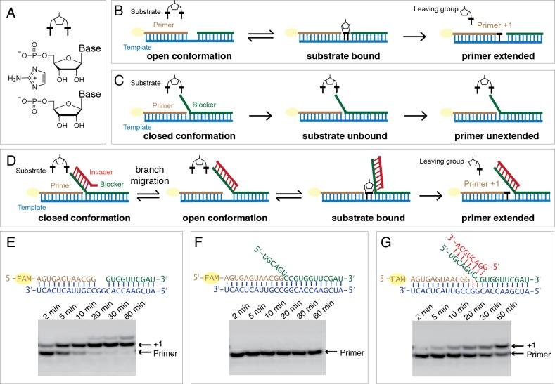 https://cdn.ncbi.nlm.nih.gov/pmc/blobs/a231/6872209/b735b07c4c84/elife-51888-fig1.jpg