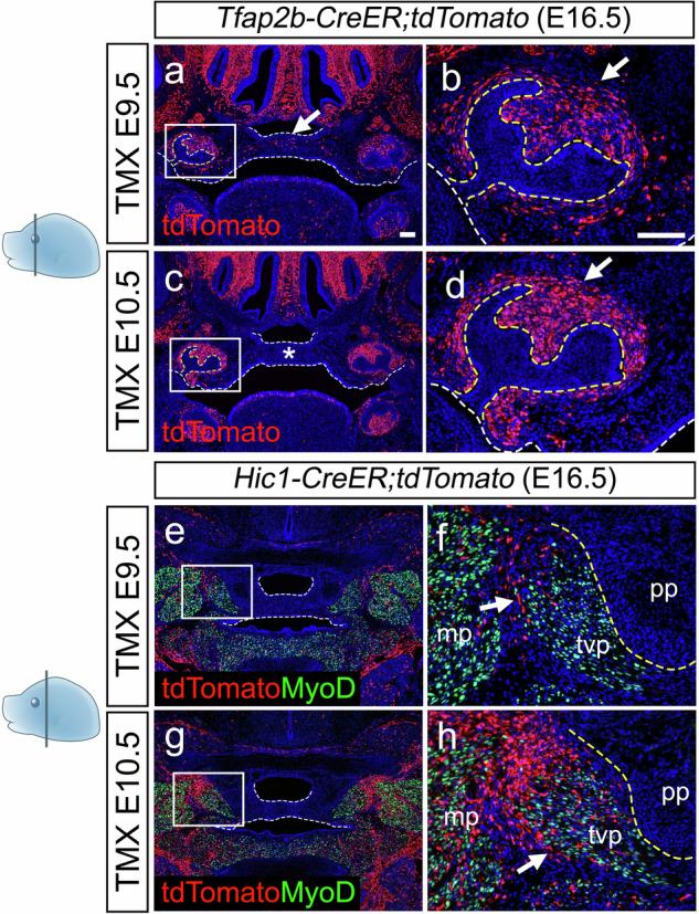 https://cdn.ncbi.nlm.nih.gov/pmc/blobs/a235/12069723/5f8b92954301/41467_2025_59206_Fig10_HTML.jpg