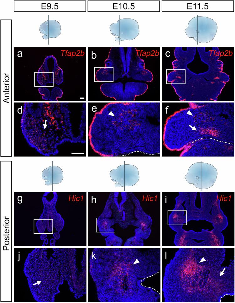 https://cdn.ncbi.nlm.nih.gov/pmc/blobs/a235/12069723/6101ac60b9f7/41467_2025_59206_Fig9_HTML.jpg