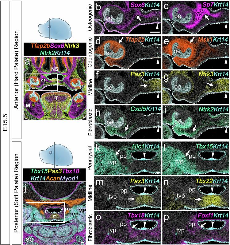 https://cdn.ncbi.nlm.nih.gov/pmc/blobs/a235/12069723/8fbc91f242de/41467_2025_59206_Fig4_HTML.jpg