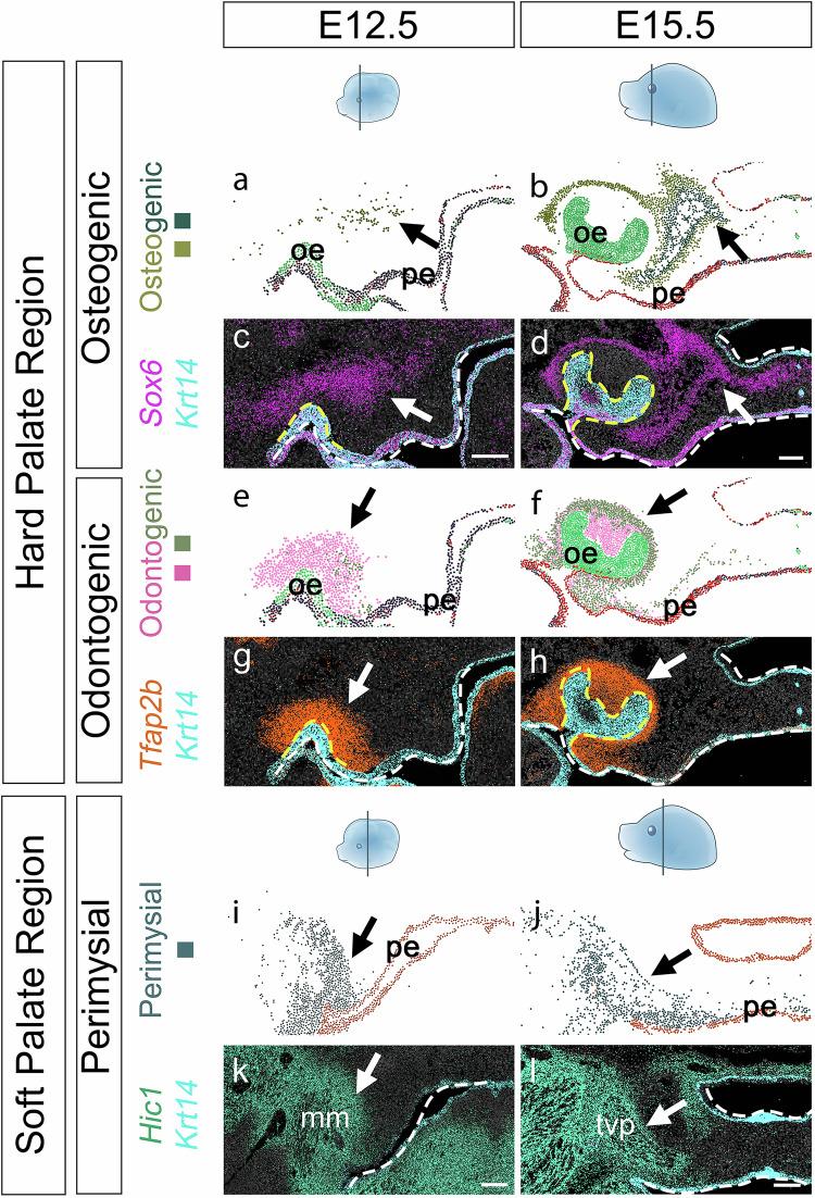 https://cdn.ncbi.nlm.nih.gov/pmc/blobs/a235/12069723/c991fc540f6f/41467_2025_59206_Fig7_HTML.jpg