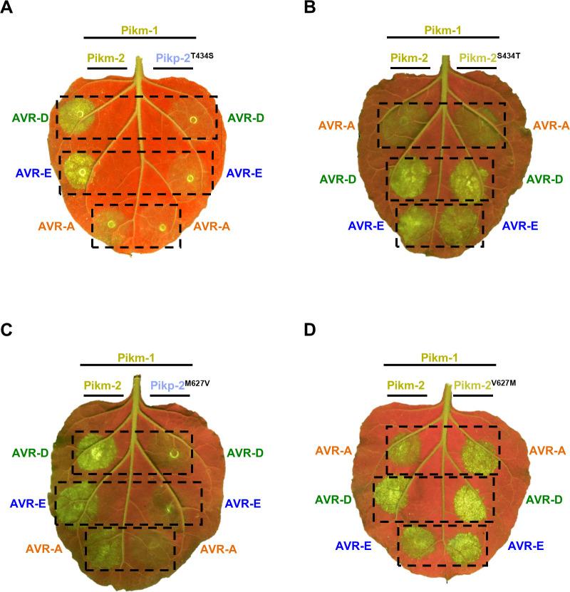 https://cdn.ncbi.nlm.nih.gov/pmc/blobs/a235/8631799/0961488766b0/elife-71662-fig2-figsupp2.jpg