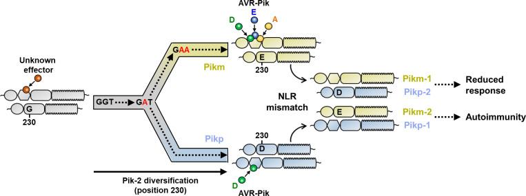 https://cdn.ncbi.nlm.nih.gov/pmc/blobs/a235/8631799/0b7ba2413dfa/elife-71662-fig12.jpg