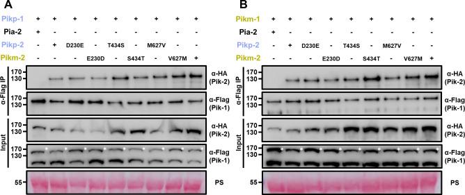 https://cdn.ncbi.nlm.nih.gov/pmc/blobs/a235/8631799/37dac111265d/elife-71662-fig7-figsupp1.jpg