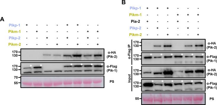 https://cdn.ncbi.nlm.nih.gov/pmc/blobs/a235/8631799/8ea5c0a17019/elife-71662-fig7.jpg