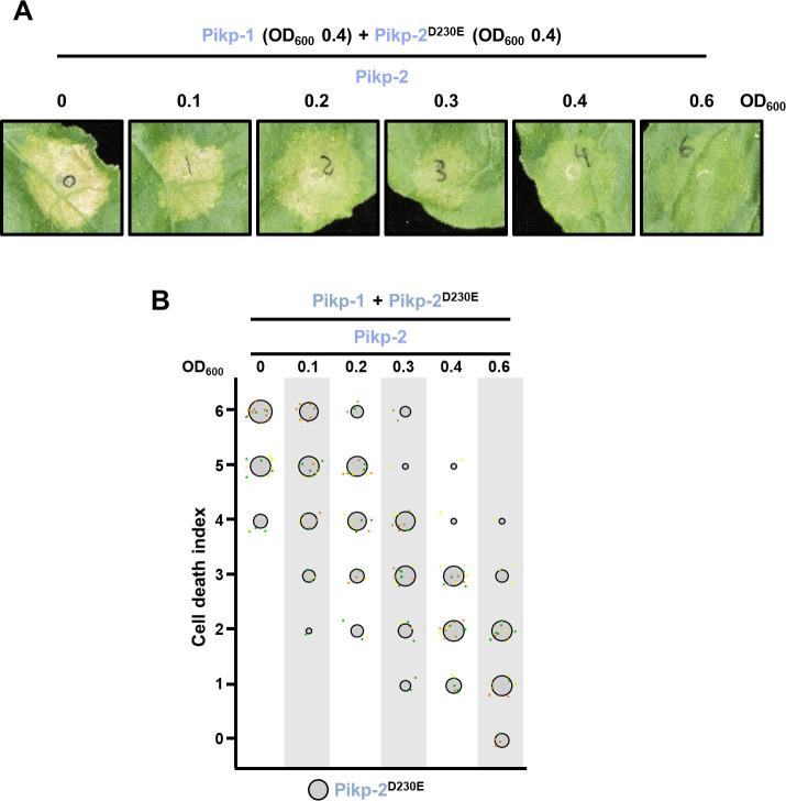 https://cdn.ncbi.nlm.nih.gov/pmc/blobs/a235/8631799/96cc67a6023c/elife-71662-fig10.jpg