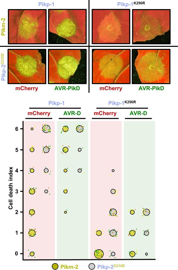 https://cdn.ncbi.nlm.nih.gov/pmc/blobs/a235/8631799/b45672d7b693/elife-71662-fig5-figsupp3.jpg