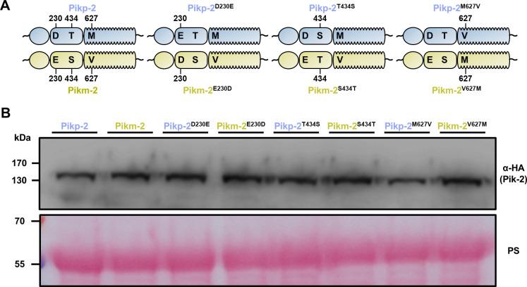 https://cdn.ncbi.nlm.nih.gov/pmc/blobs/a235/8631799/bc390ac10a65/elife-71662-fig1-figsupp3.jpg
