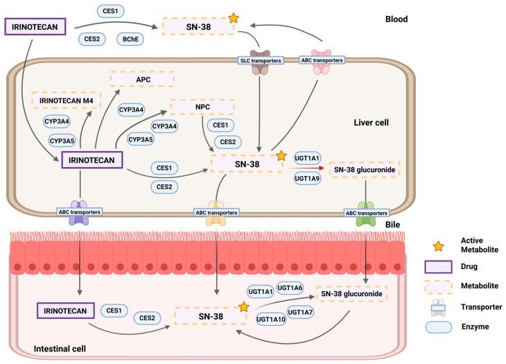 https://cdn.ncbi.nlm.nih.gov/pmc/blobs/a237/12114900/52f0f7e97644/pharmaceutics-17-00542-g001.jpg