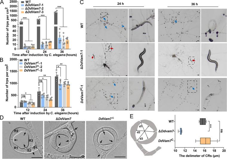 https://cdn.ncbi.nlm.nih.gov/pmc/blobs/a237/9769606/5842fd445293/spectrum.01872-22-f002.jpg