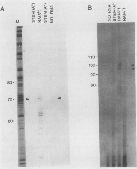https://cdn.ncbi.nlm.nih.gov/pmc/blobs/a23a/365450/516fcb3ffef9/molcellb00069-0352-a.jpg