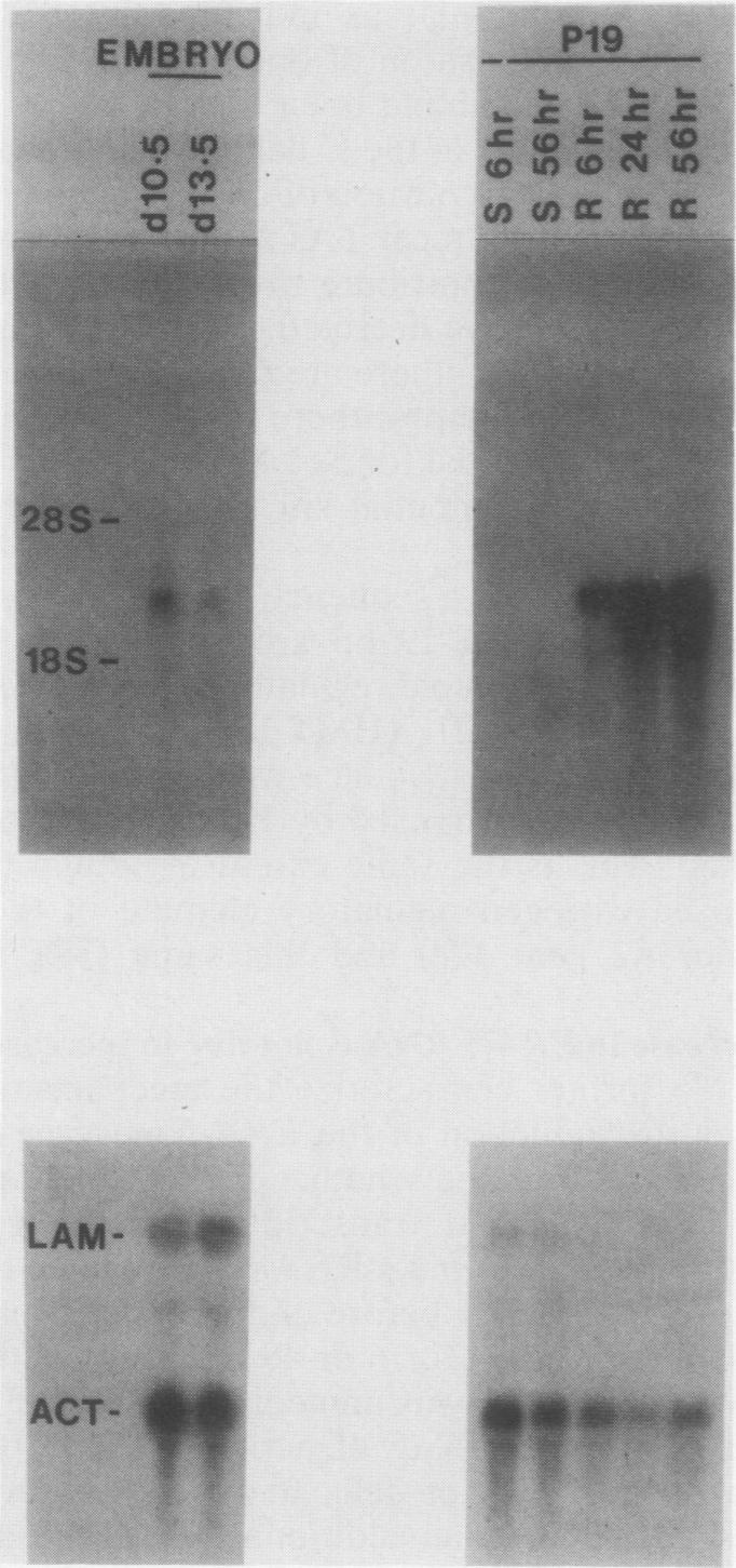 https://cdn.ncbi.nlm.nih.gov/pmc/blobs/a23a/365450/816028e03483/molcellb00069-0354-a.jpg