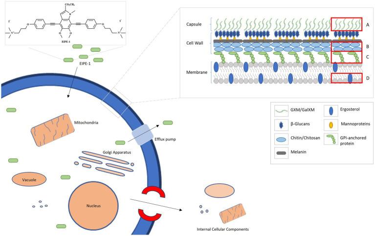 https://cdn.ncbi.nlm.nih.gov/pmc/blobs/a23d/10826398/73b5d94f72ea/fmicb-14-1339303-g006.jpg