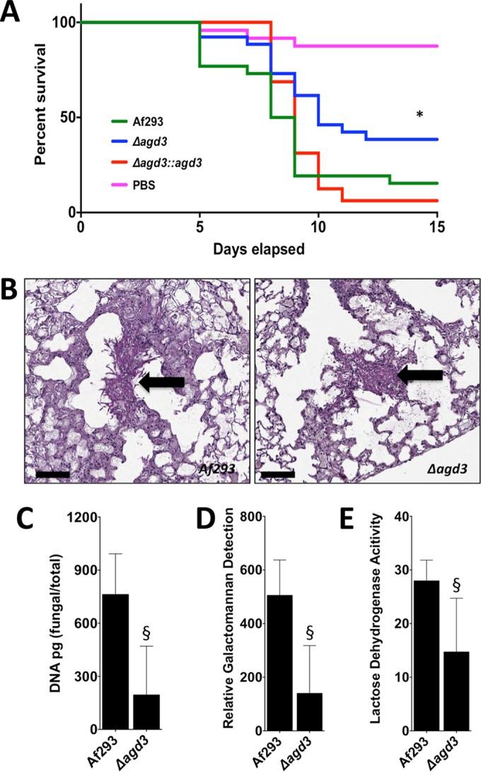 https://cdn.ncbi.nlm.nih.gov/pmc/blobs/a23e/4817252/e92b66bba849/mbo0021627450006.jpg