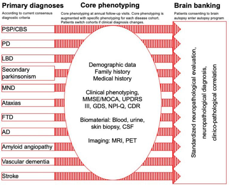 https://cdn.ncbi.nlm.nih.gov/pmc/blobs/a23e/8186498/8b983e593260/fneur-12-644064-g0002.jpg