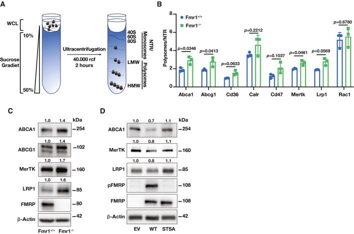 https://cdn.ncbi.nlm.nih.gov/pmc/blobs/a23f/8988208/00adcea38c98/EMMM-14-e15344-g003.jpg
