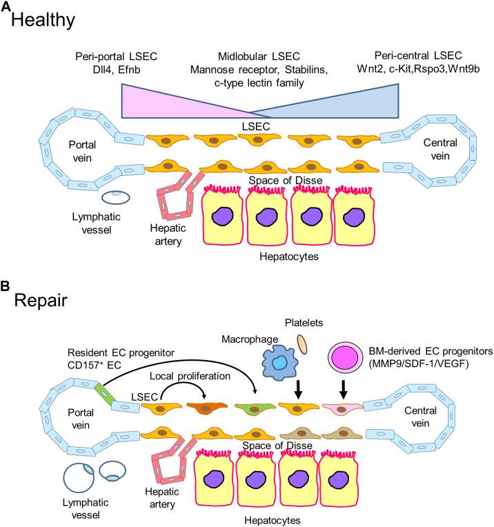 https://cdn.ncbi.nlm.nih.gov/pmc/blobs/a243/10112669/811a385f2091/fcell-11-1171317-g002.jpg
