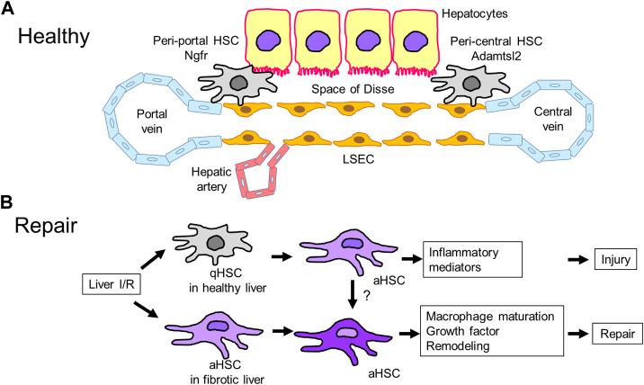 https://cdn.ncbi.nlm.nih.gov/pmc/blobs/a243/10112669/ed93eba80876/fcell-11-1171317-g003.jpg