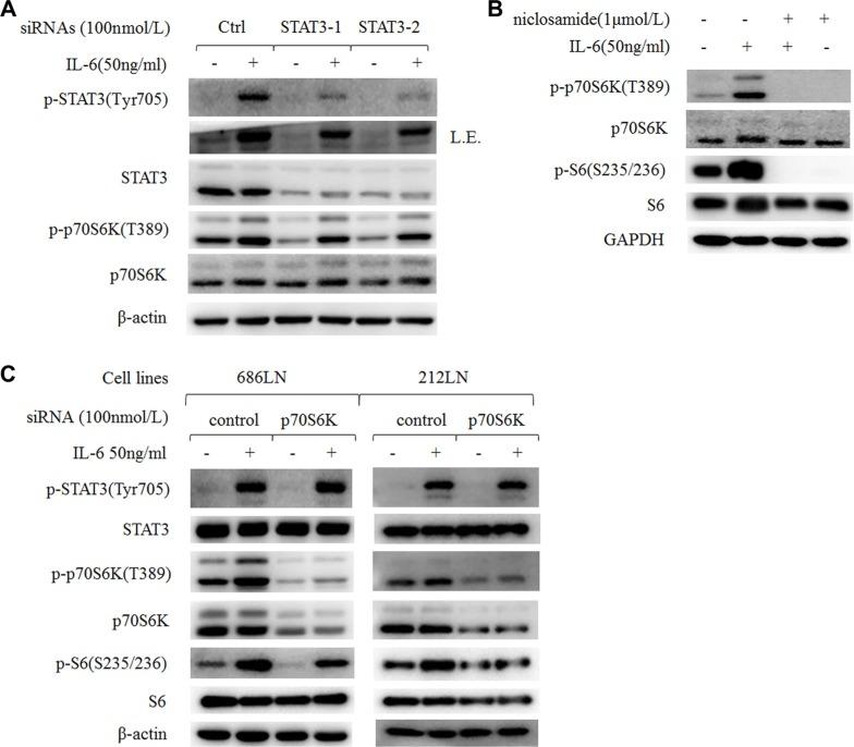 https://cdn.ncbi.nlm.nih.gov/pmc/blobs/a243/5095019/7997c3fd1847/oncotarget-07-36539-g006.jpg