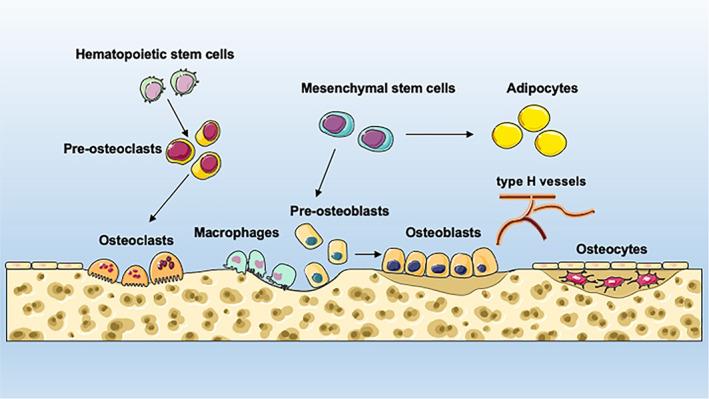 https://cdn.ncbi.nlm.nih.gov/pmc/blobs/a246/9715365/1cc4b46353a3/CPR-55-e13323-g003.jpg