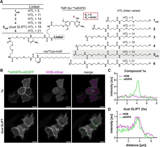 https://cdn.ncbi.nlm.nih.gov/pmc/blobs/a248/12090181/2587b4e473f4/cb4c00856_0002.jpg
