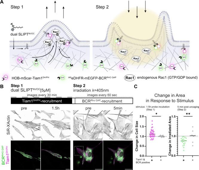 https://cdn.ncbi.nlm.nih.gov/pmc/blobs/a248/12090181/3d7613c240eb/cb4c00856_0005.jpg