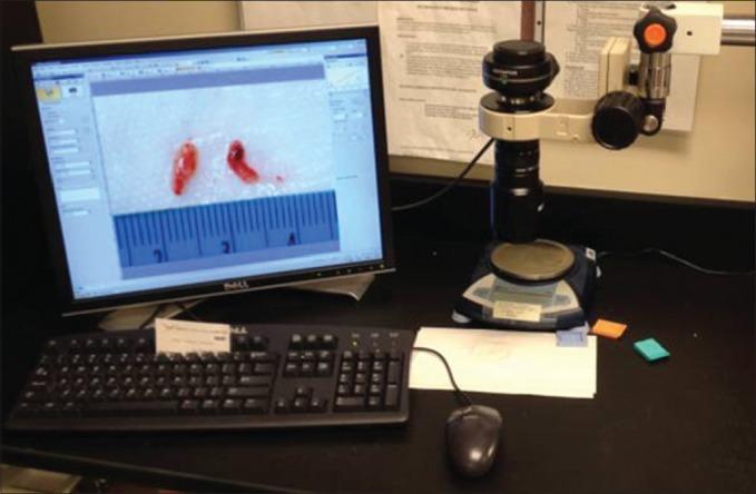 https://cdn.ncbi.nlm.nih.gov/pmc/blobs/a248/3551511/c4973eb3bca5/JPI-3-45-g007.jpg