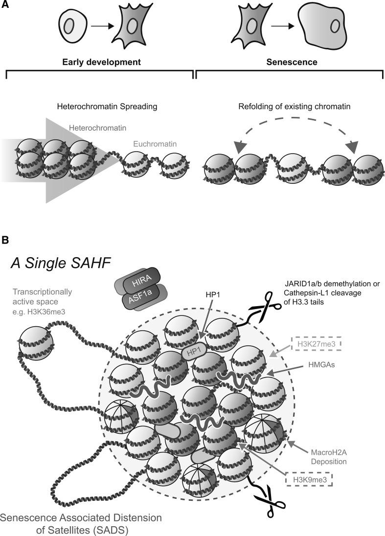 https://cdn.ncbi.nlm.nih.gov/pmc/blobs/a248/4935760/46be1489929f/335_2016_9628_Fig2_HTML.jpg