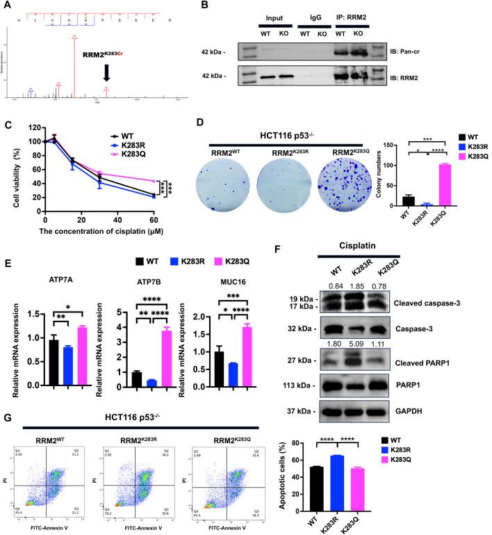 https://cdn.ncbi.nlm.nih.gov/pmc/blobs/a24a/11183501/1d5042be6684/fmolb-11-1423594-g005.jpg