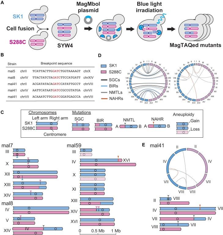 https://cdn.ncbi.nlm.nih.gov/pmc/blobs/a24c/11983132/0b32fe5843e3/gkaf206fig2.jpg