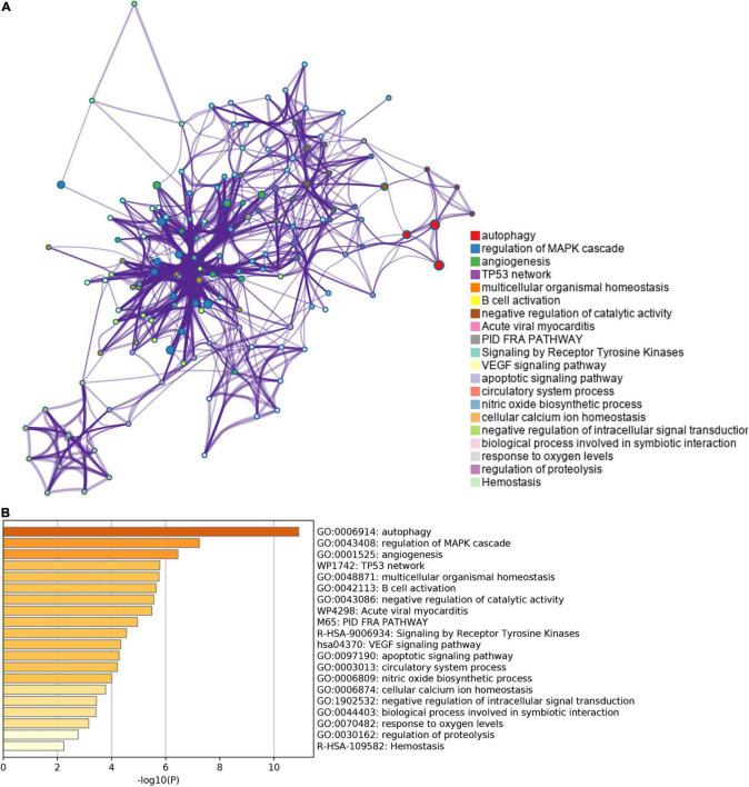 https://cdn.ncbi.nlm.nih.gov/pmc/blobs/a24c/9279674/894d578235dc/fcvm-09-906753-g005.jpg