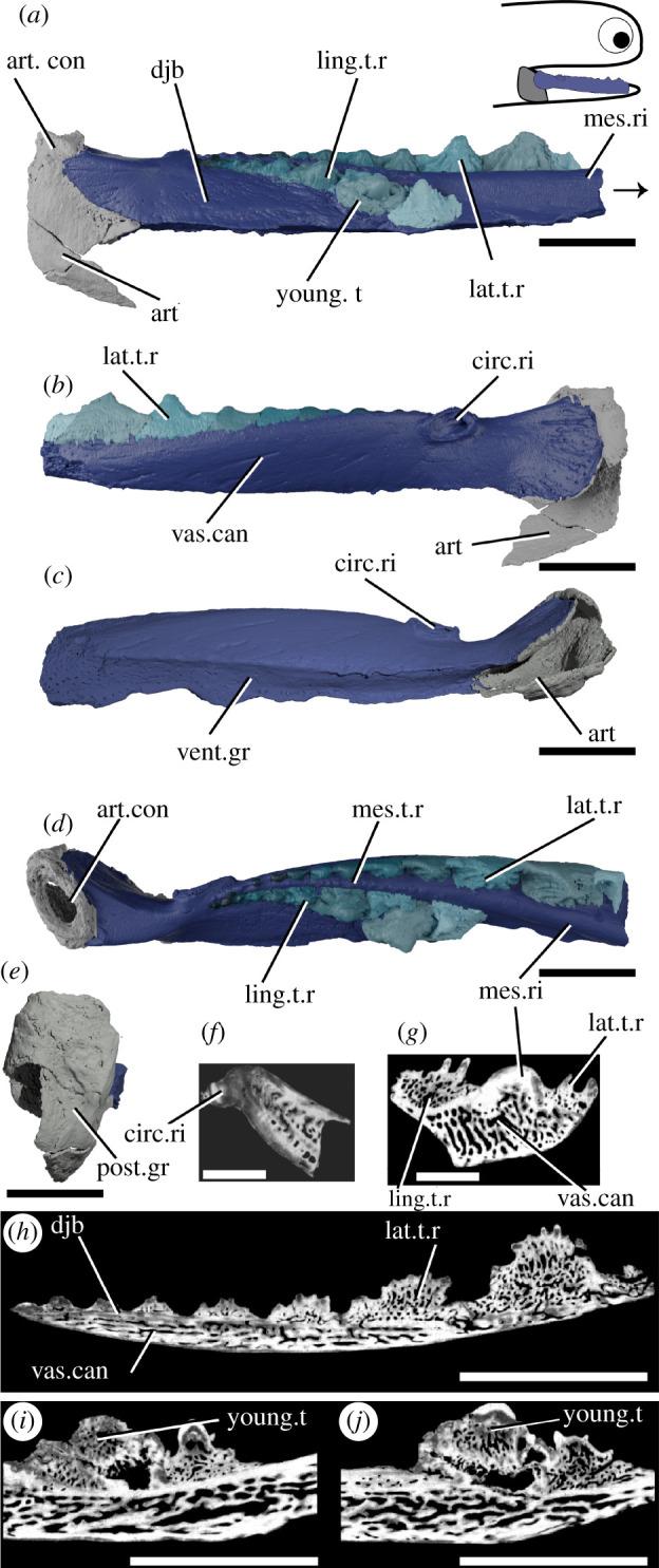 https://cdn.ncbi.nlm.nih.gov/pmc/blobs/a24e/8580420/7ebb680417b3/rsos210822f02.jpg