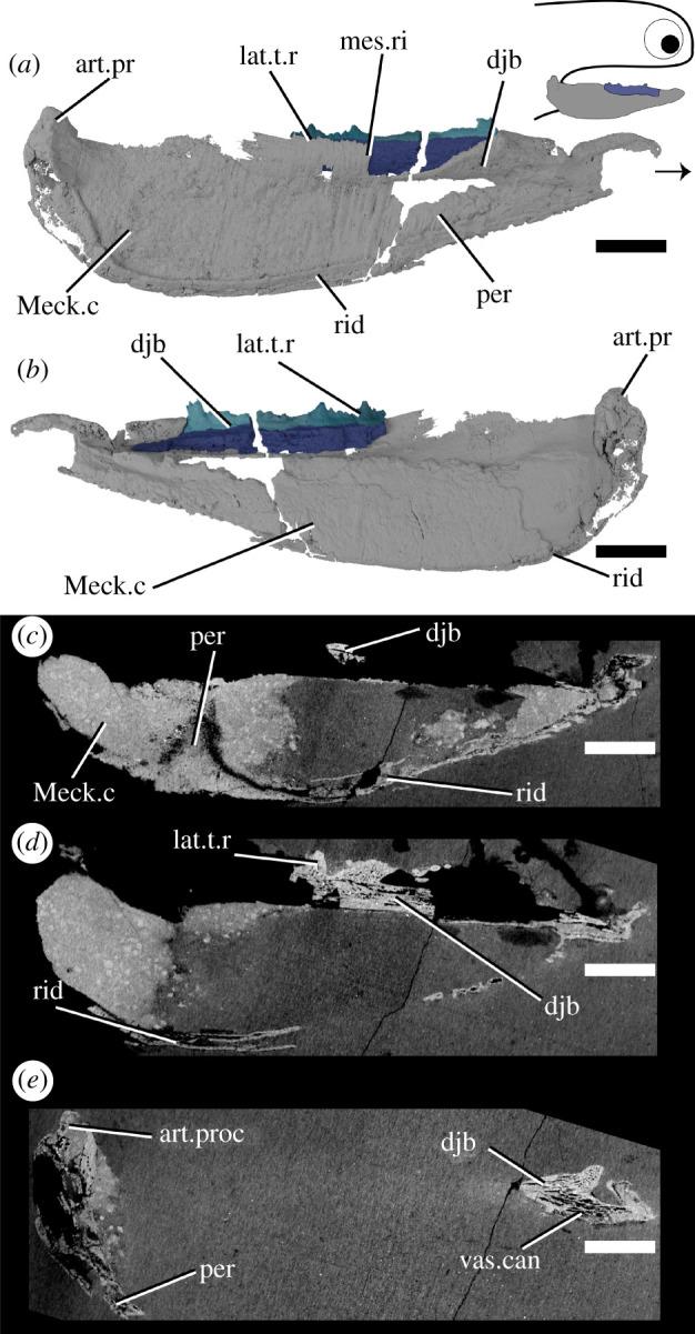 https://cdn.ncbi.nlm.nih.gov/pmc/blobs/a24e/8580420/d7569db3767f/rsos210822f04.jpg