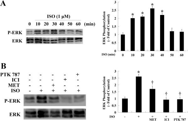 https://cdn.ncbi.nlm.nih.gov/pmc/blobs/a253/3573992/886ac2ba8cfd/1747-1028-8-1-6.jpg