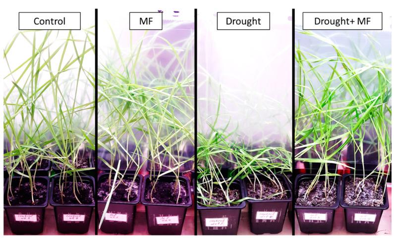 https://cdn.ncbi.nlm.nih.gov/pmc/blobs/a254/9963552/28e3a08896dc/plants-12-00826-g001.jpg